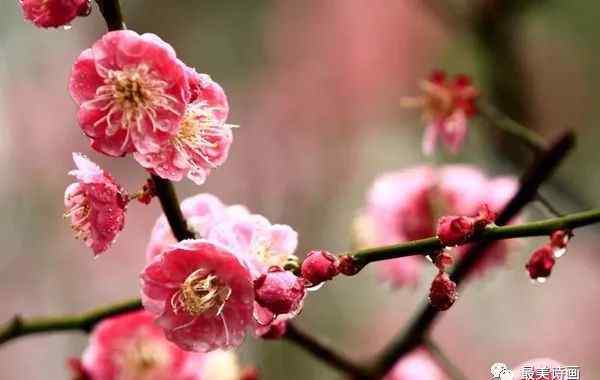 赞美梅花品格的诗 梅花在诗词中象征品格高洁，30句冷门且唯美的梅花诗，收藏备用吧