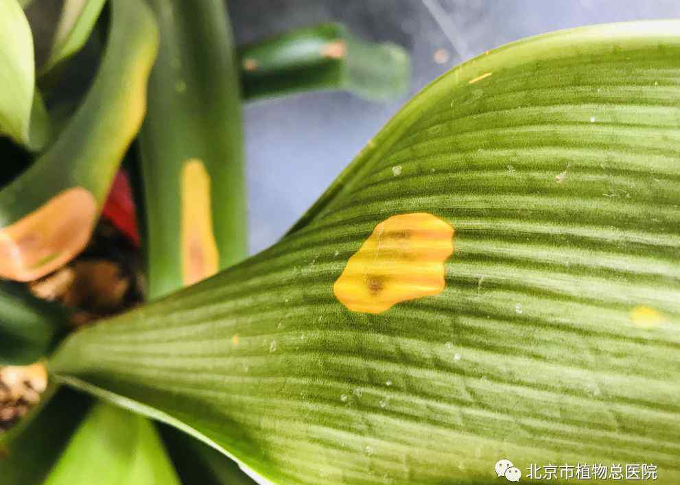 君子兰叶子有黄斑怎么办 君子兰上长黄斑，这样防治最有效！
