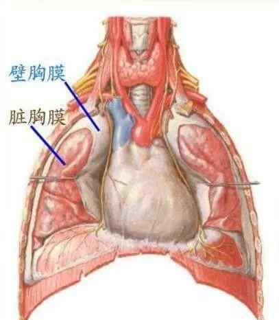 胸部肌肉疼痛是什么原因引起的 "万恶的"胸痛之七大疾病(上)