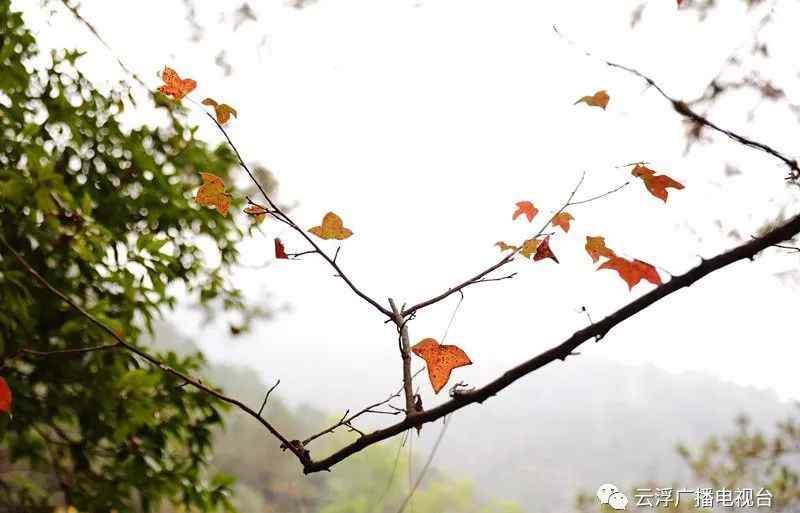 云浮南山森林公园 云浮：南山公园竟有这么美的枫林，值得一看！