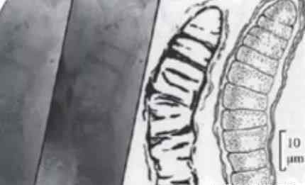 brachiosaurus 知乎大神叶山博士：如何用 20 块化石来讲述地球的历史？