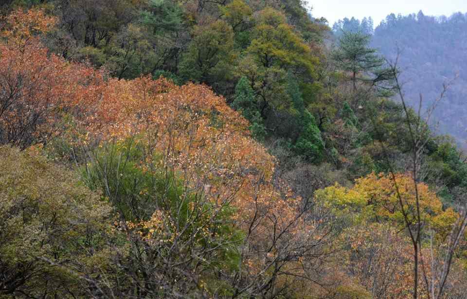 西安黑河森林公园 探访大秦岭深邃神秘之美 秋冬交替的黑河国家森林公园令人陶醉