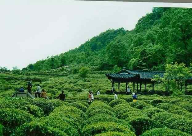 成都周边二日游 成都周边两日游推荐，雅安蒙顶山！