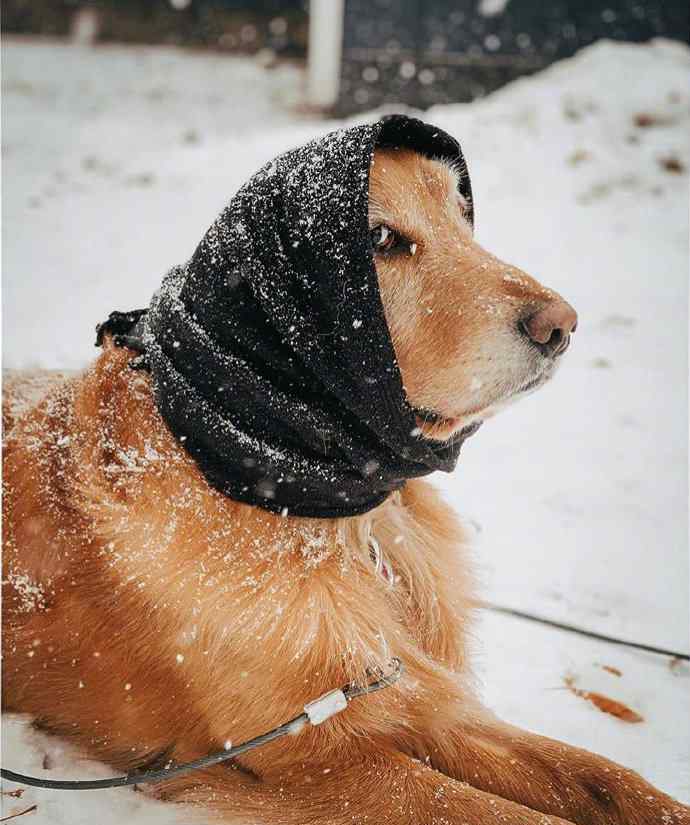 小金毛下雪头像图片