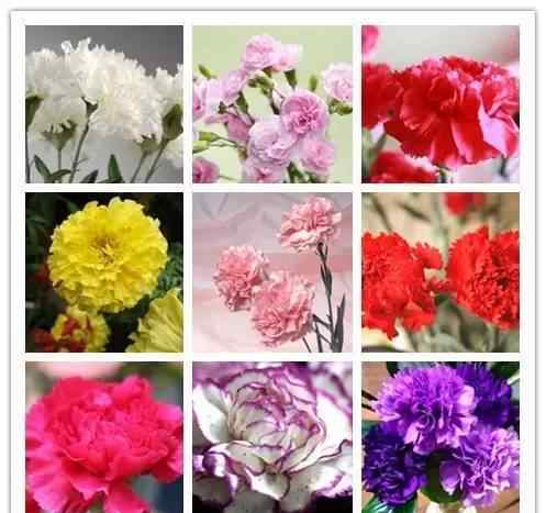 盆栽花卉大全 图鉴 | 认花不求人！60种常见花卉品种图鉴，你认识几种？文章配图