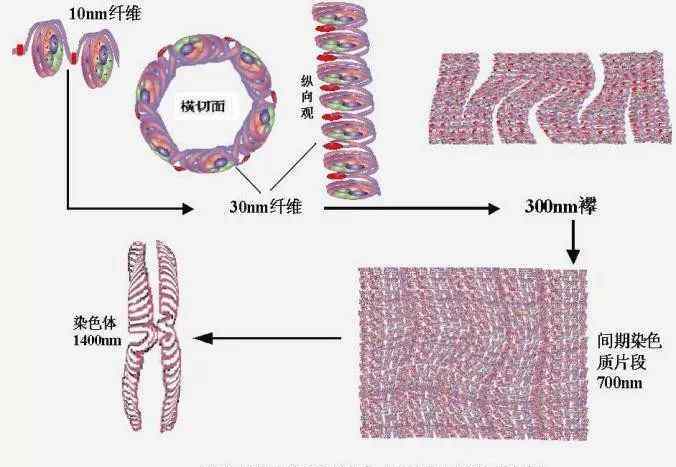 核酸杂交 带你更近一步了解PCR——核酸杂交技术