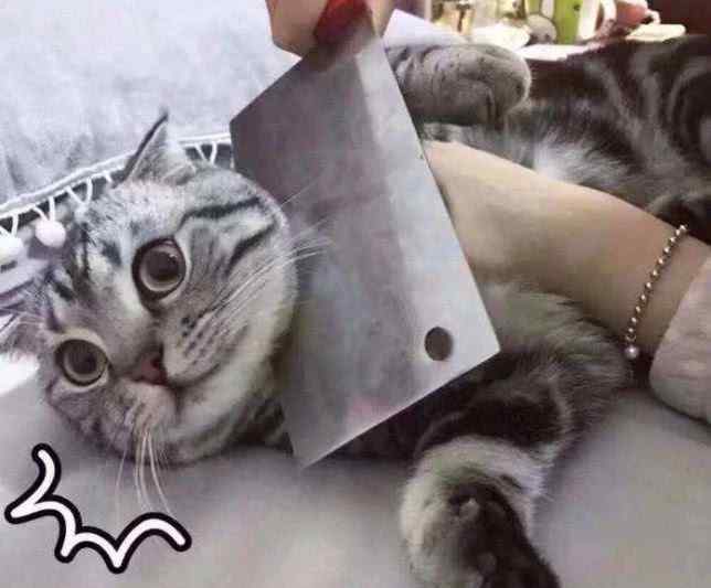 养猫改命 小伙养的猫老是生病，改命“大顺”以后，再也不生病了