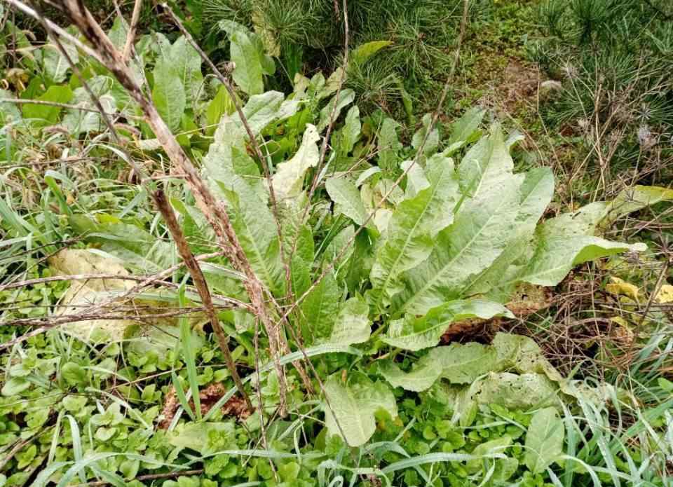 野菠菜怎么吃 小时候常挖的野菠菜很好吃，农妇却挖根有许多妙用