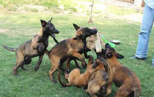 怎么训练狗狗不在家里大小便 马犬随便在家里大小便怎么办 训练马犬定时定点大小便的方法