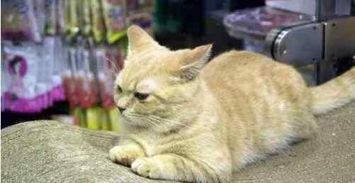 猫咪飞机耳 猫咪飞机耳代表着什么？在何种情绪下会做出这种反应呢？
