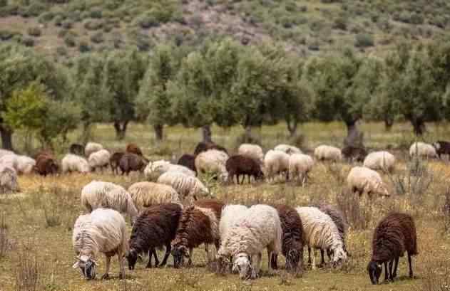 怎样养羊长得快 怎么养羊长的快，养殖户都想知道的养羊方法