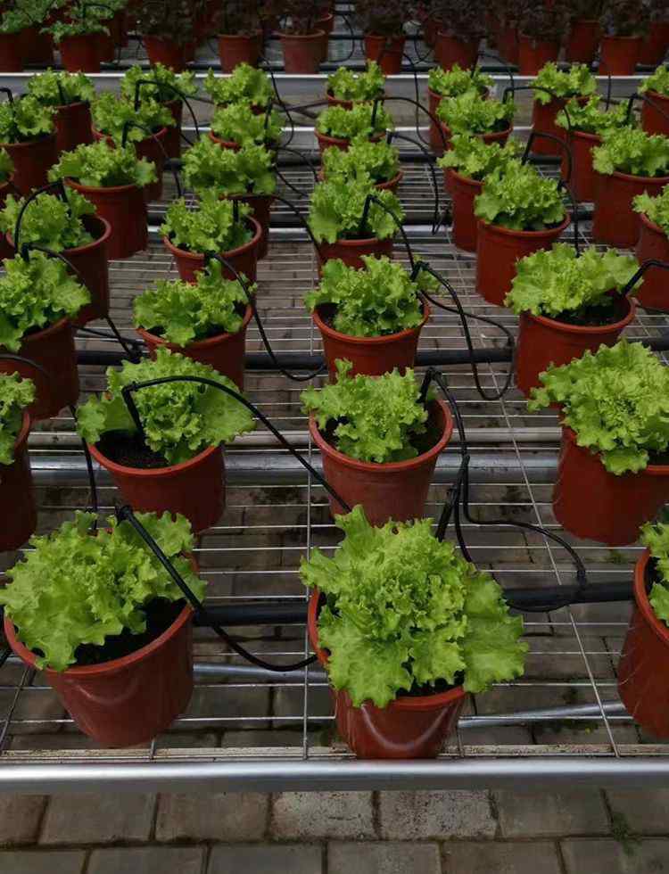 河南药厂收蚯蚓 冬至一候蚯蚓结 北眠南忙的蚯蚓何时迎来春天