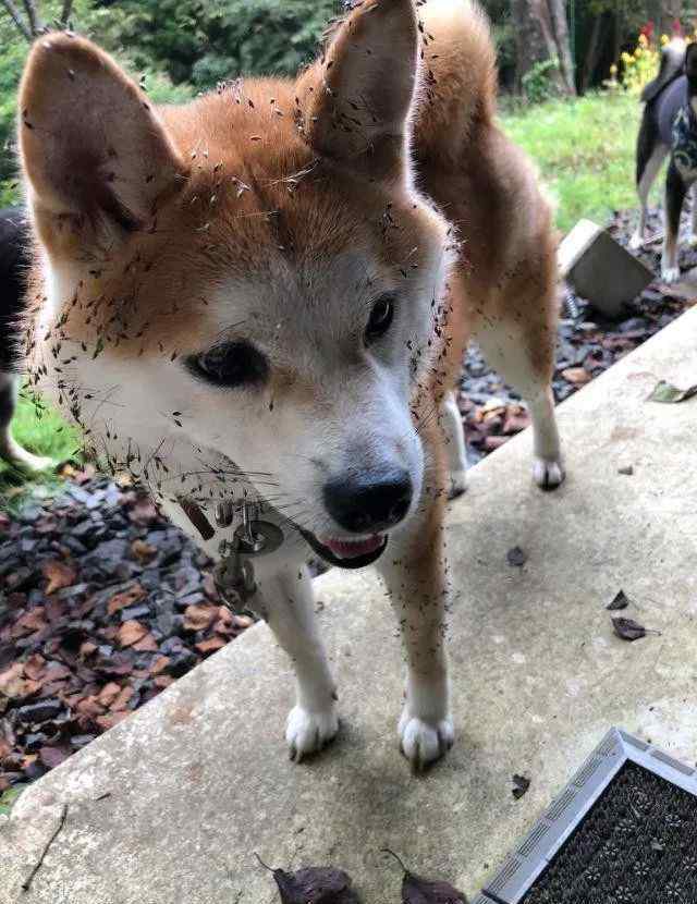 哭笑铲 回村后的柴犬，彻底解放天性。铲屎官快哭了！