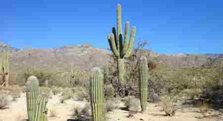 沙漠植物 沙漠植物有哪些 沙漠植物图片及名称