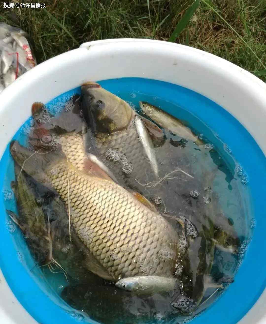 无锡上万鱼儿浮头 事发清潩河！上万条鱼挤在岸边换气！结果...愿者进网？
