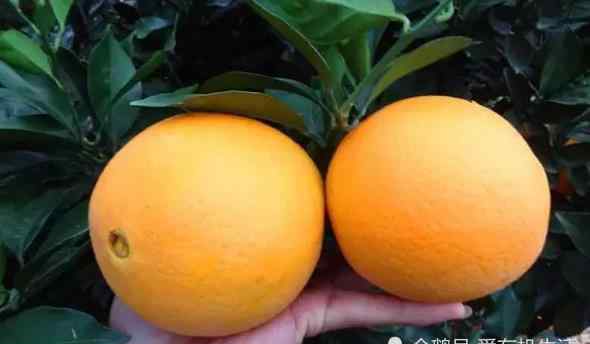 江西赣州特产 赣州特产“赣南脐橙”，果皮光滑鲜亮，天然果香，酸甜可口，你吃过吗？