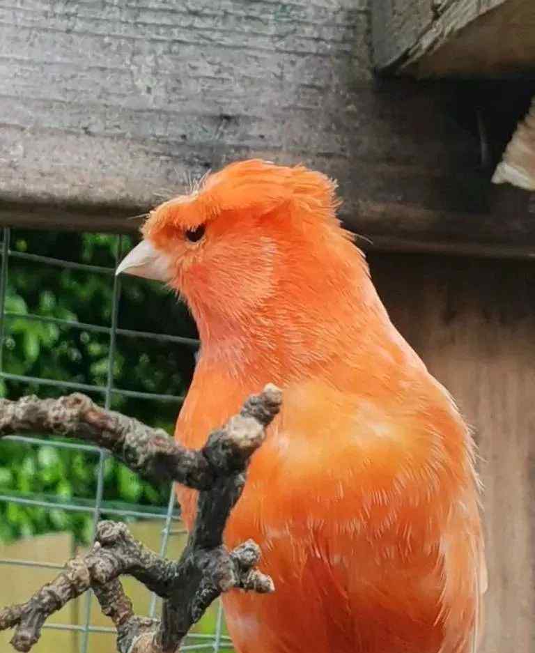 金丝雀 戴帽子的金丝雀你们看过吗?