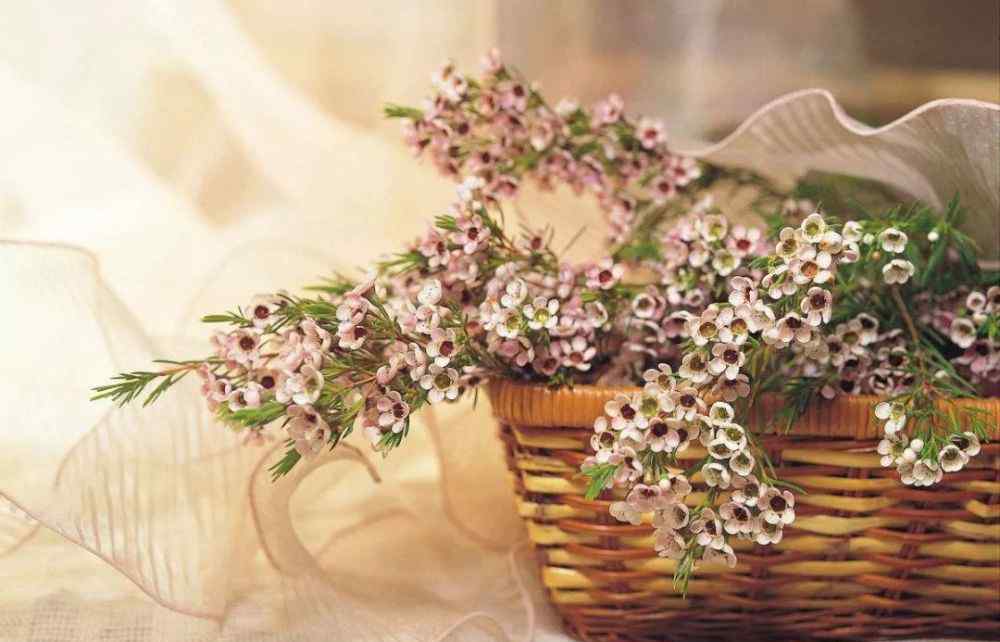 蜡花 来自澳洲的小清新——澳蜡花