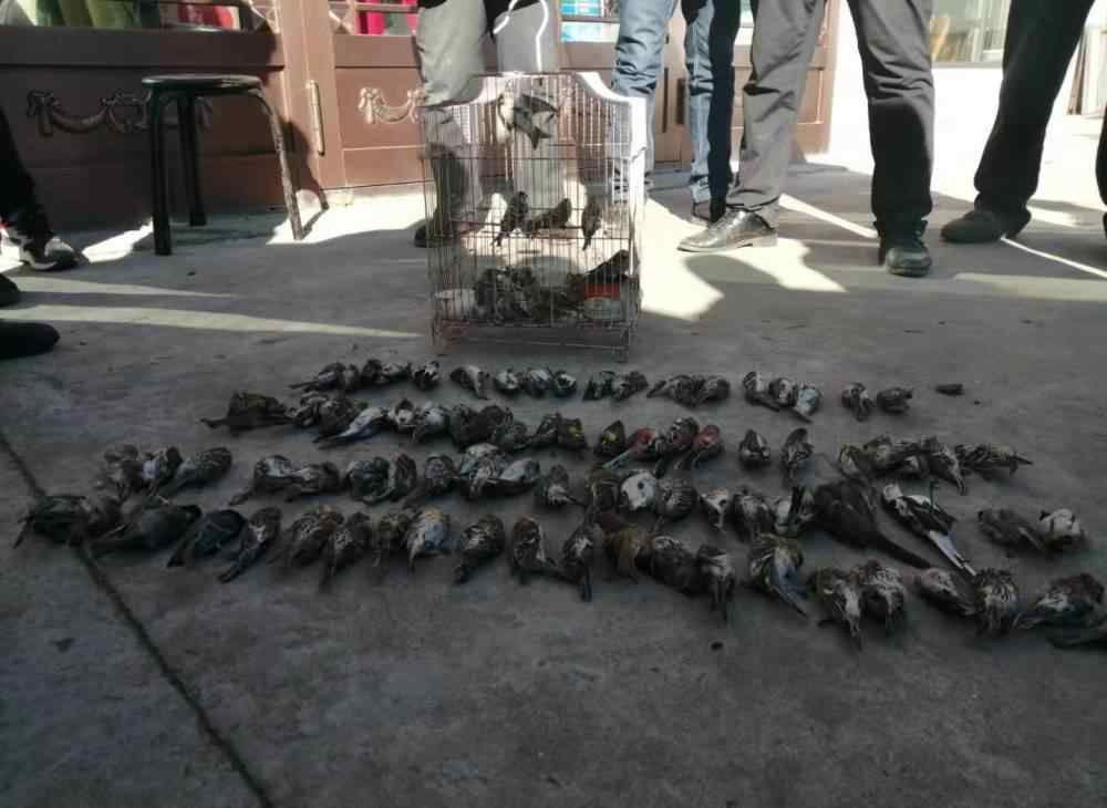 极危物种 猎捕野生鸟超百只其中有极危物种，黑龙江一村民被刑拘