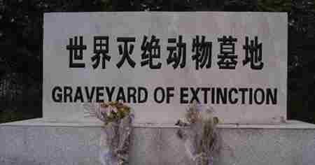 剑齿猫 世界已灭绝的十大动物