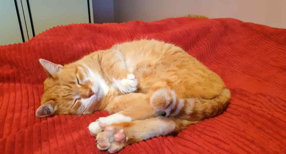 猫睡床上有细菌吗 可以跟猫咪一起睡觉吗？会不会传染疾病呢？