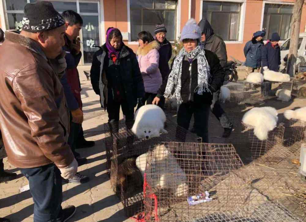 日皮交易市场 昌黎皮毛市场行情