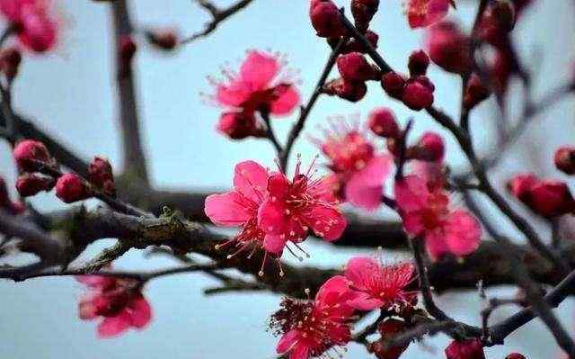 梅花诗王安石 王安石的这首“梅花诗”，入选教科书，几乎人人都会背