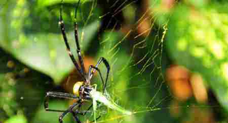 家中常见20种蜘蛛 家里有蜘蛛是吉是凶 蜘蛛的种类及图片