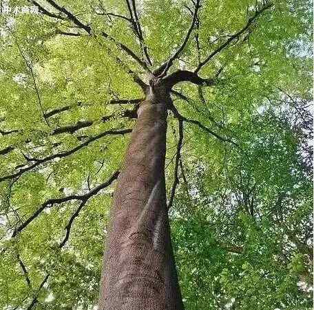 贵州黄花梨 被忽视的经典，黄花梨在它面前也要称小弟-榉木：无榉不成具！