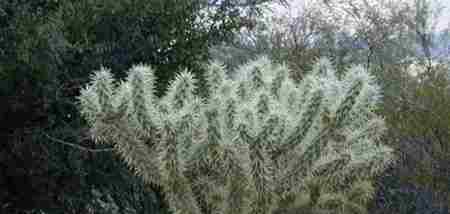沙漠树 沙漠中最顽强的十大植物