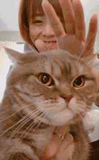 上海虐猫女 恶性撸猫到虐猫，抖音是罪魁祸首？