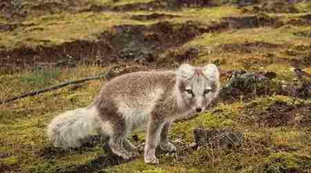北极雪狐 北极狐的12大生活习性