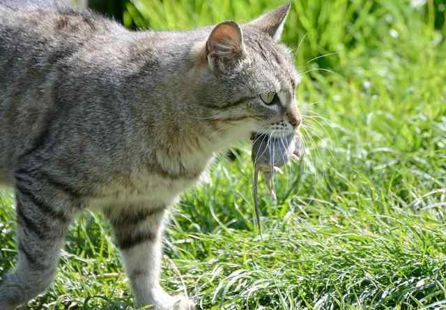 猫抓老鼠 猫抓老鼠，并不是为了吃，真实原因让人有些心疼小老鼠