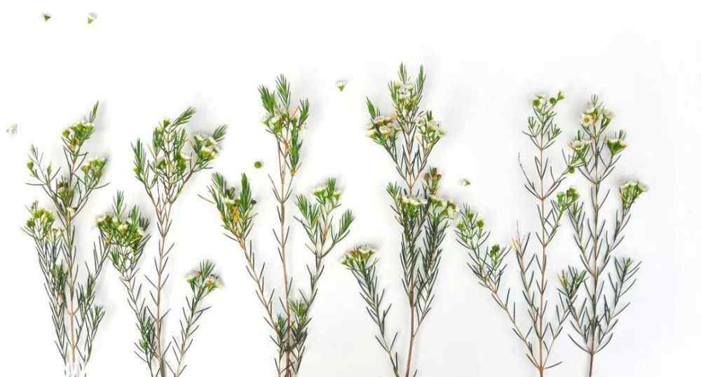 蜡花 来自澳洲的小清新——澳蜡花