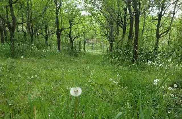 山区养殖 山区如何办土鸡养殖场？