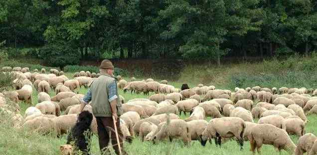 怎样养羊长得快 怎么养羊长的快，养殖户都想知道的养羊方法