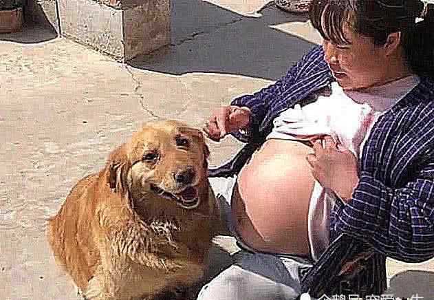 狗胎儿在肚子位置图片 主人怀孕后，坐在门口晒肚子，狗狗靠上来后，做出暖心举动