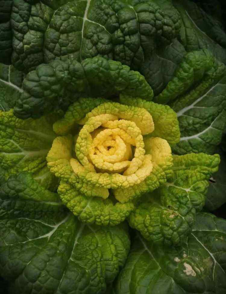 黄金玫瑰 黄金＋玫瑰＝白菜，这事儿，哈尔滨成功了！