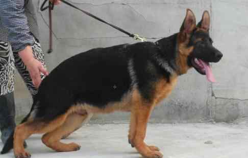 德国牧羊犬吃什么好 小德牧幼犬吃什么狗粮比较好 德国牧羊犬狗粮食用方法