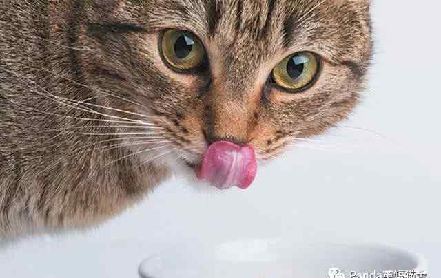 猫咪食欲下降但很精神 猫咪一直不吃饭是怎么回事？猫食欲不振的这10个原因你得了解
