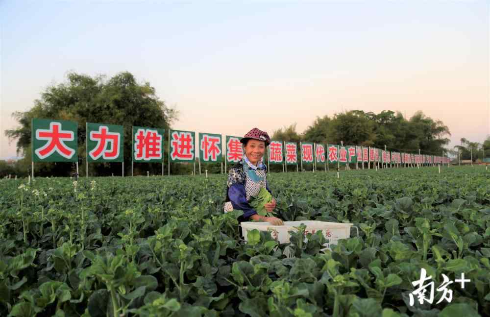 聚龙一号 怀集农业建链、补链、强链进行时 一棵怀集蔬菜的产业链之旅文章配图