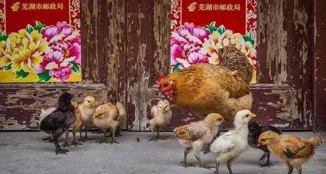 属鸡的出生年份 属鸡人出生在哪一年最好？