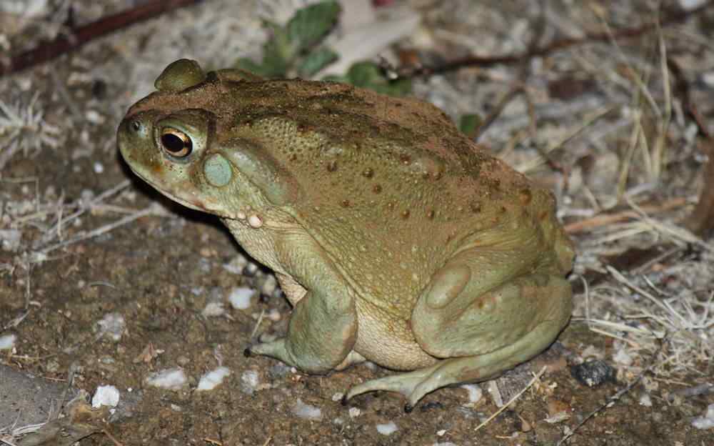 毒蛙王子 它不是“青蛙王子”，却被很多人“狂舔”，这是为什么呢？