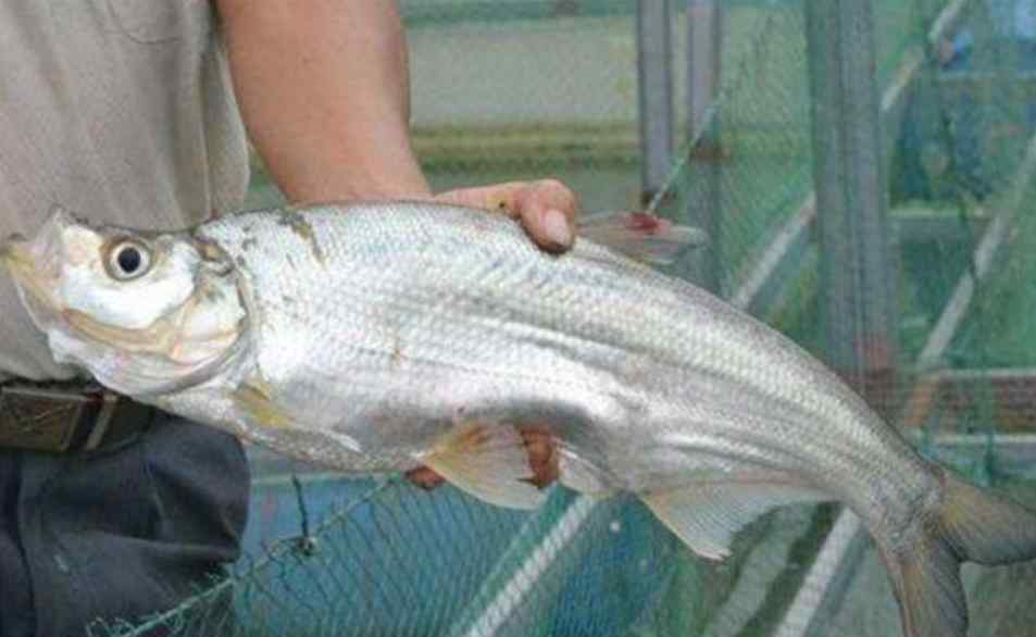 贪吃鱼 这种鱼被叫“贪吃鱼”，味道鲜美，口感好，半天就能钓几十斤