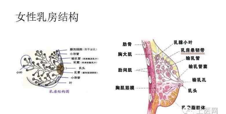 治疗乳腺增生 中医针刺治疗乳腺增生，立竿见影的疗效~