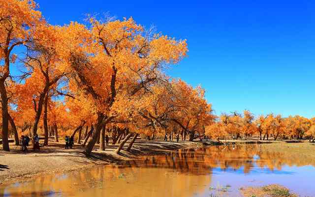 托克拉克 它，被称为“沙漠英雄树”，千年不死，千年不倒，千年不朽！