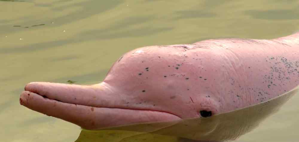 亚马逊河豚 亚马逊河里的可怕生物，你见过粉色的河豚吗？