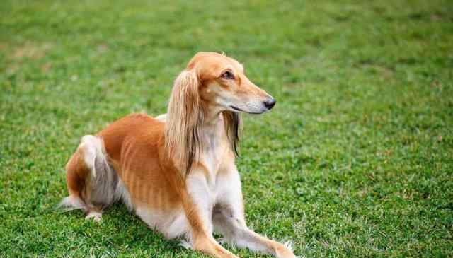 萨路基猎犬 埃及法老最爱的狗狗，还被做成木乃伊，萨路基猎犬什么来头？