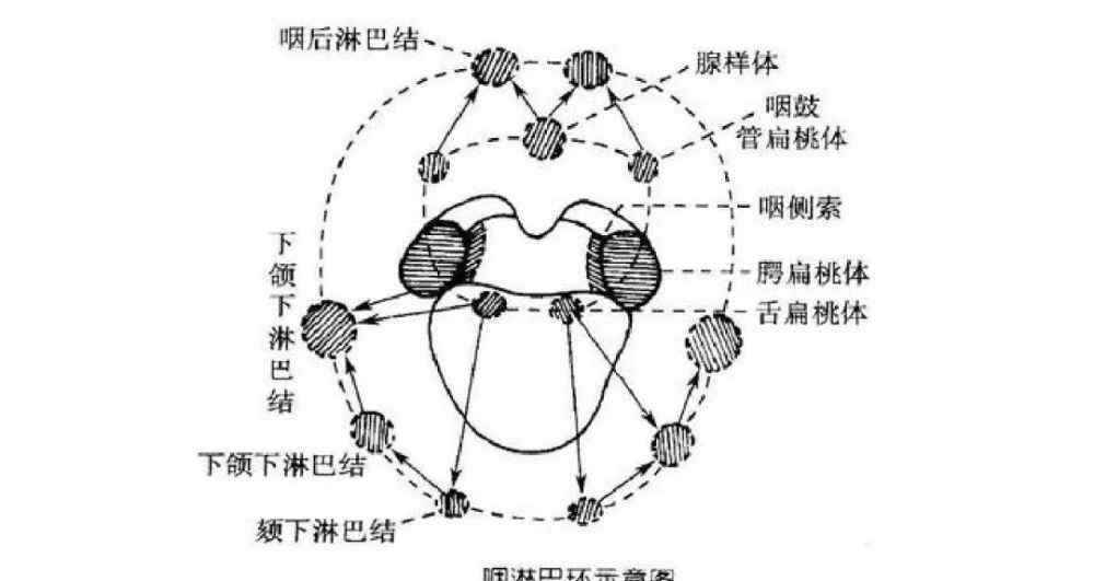 扁桃体一直发炎 家长们注意了，扁桃体反复发炎、高烧不退，原因很有可能是这个