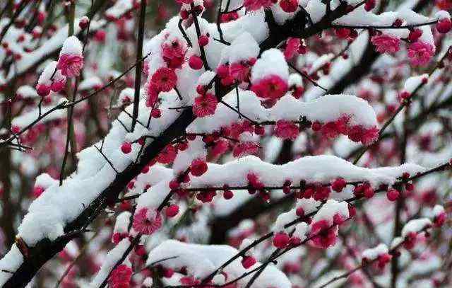 北风吹雁雪纷纷的上一句是什么 白雪纷飞，这十句咏雪的名诗，写尽冬天的味道